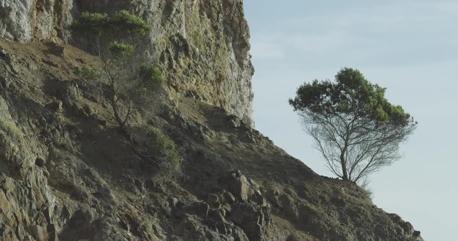 The side of this mountain has a couple of trees