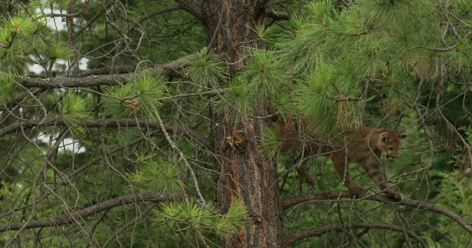 A mountain lion walks on the branches of a tree in the forest