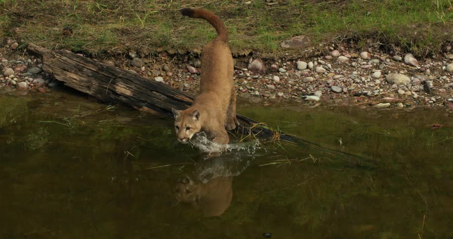A mountain lion walking into a pind