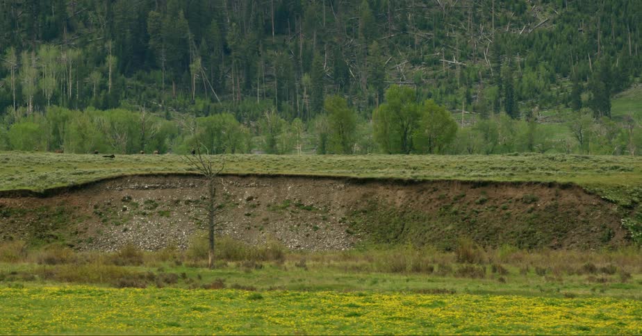 Wolf runs across green forest clearing