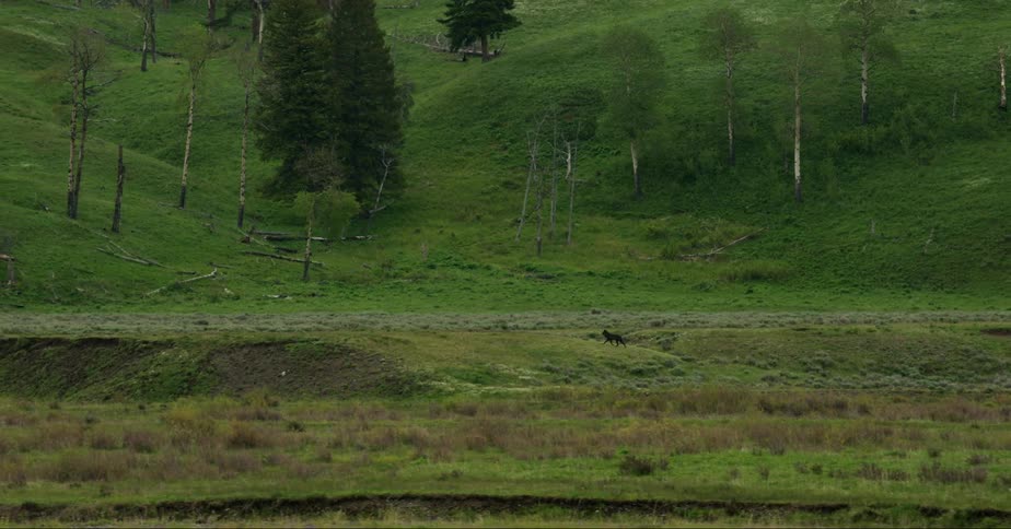 A wolf walking in a river valley