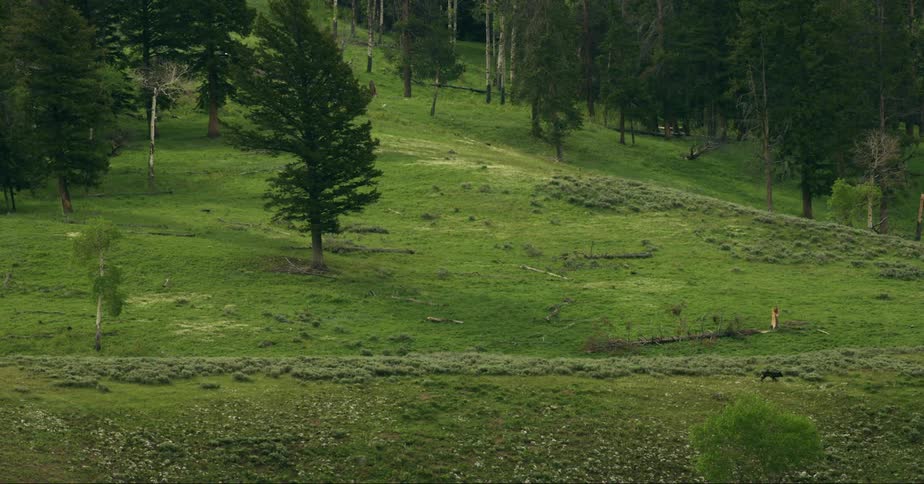 Two wolves walking along a grassland at the base of a forest