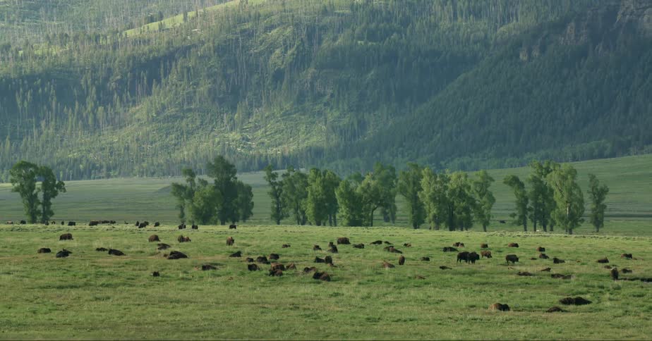 A herd of bison grazing in a field