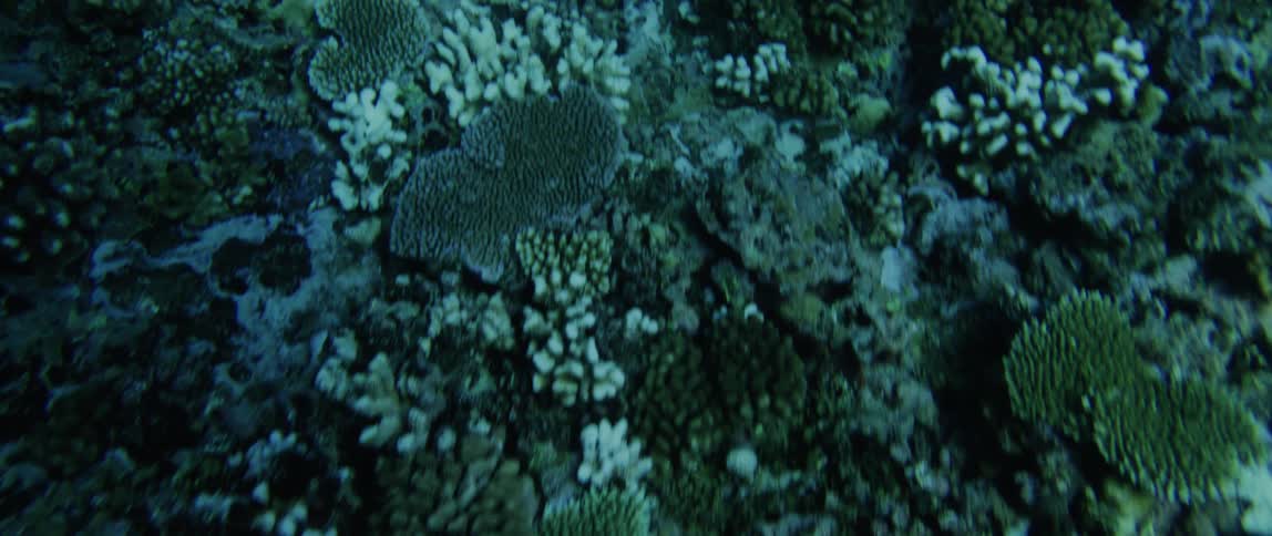 Below the surface of the water a lot of coral cover the ocean floor