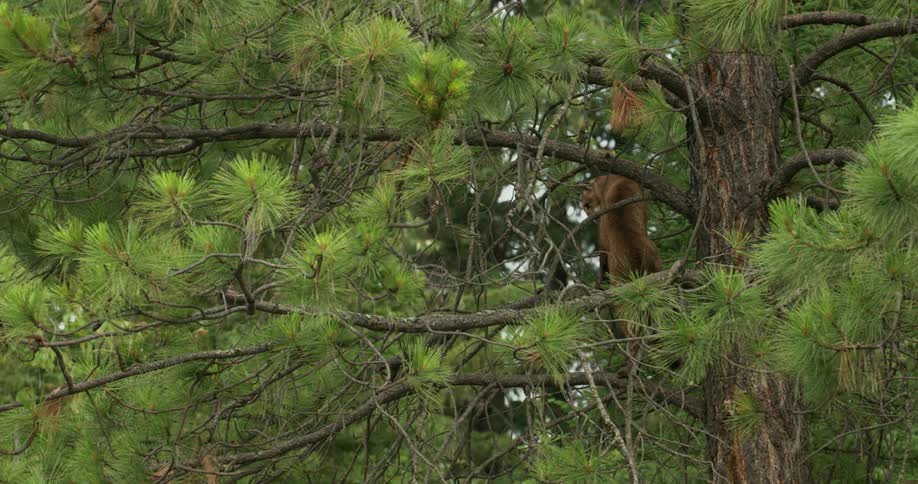 A mountain lion in a tree at midday