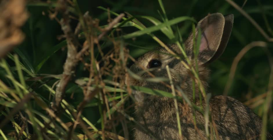 Rabbit in a forest eating leaves
