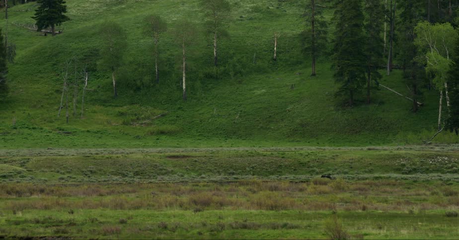 A wolf walking in a river valley