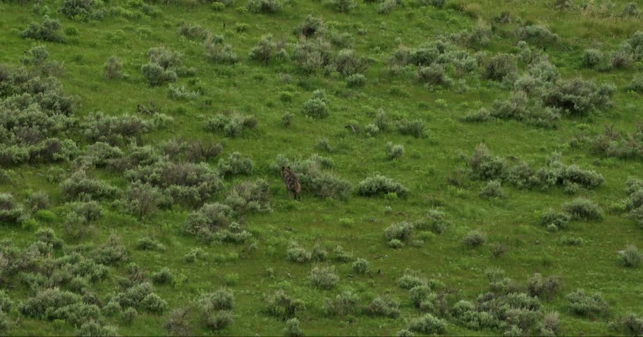 A wofl in a grassy field shaking off water from its fur