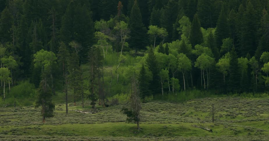 Forest area with grass and trees with wolves in the distance