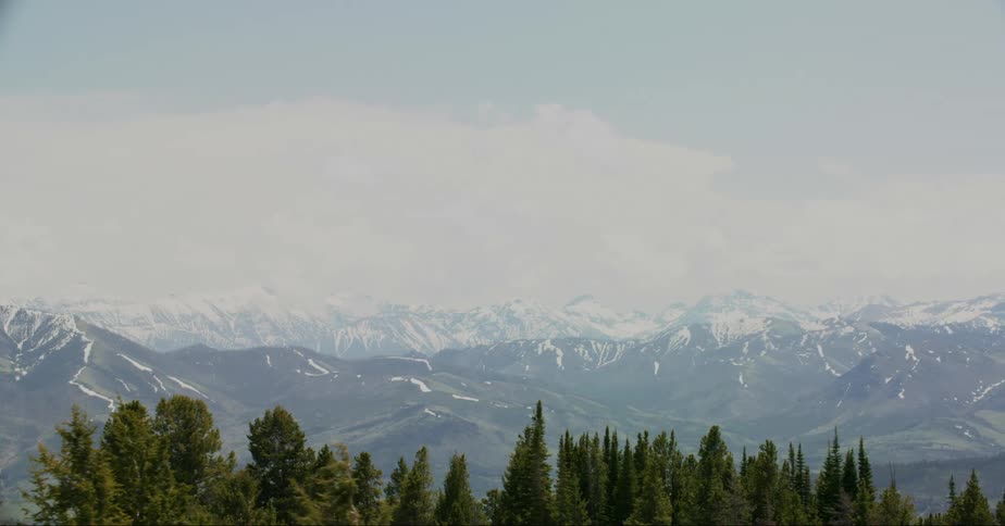 Pine tree forest in front of a large mountain range covered in snow