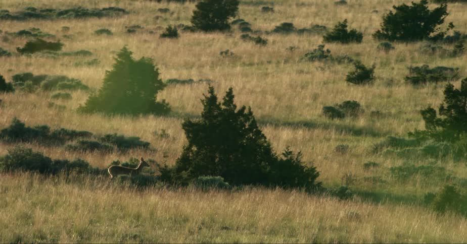 A deer walking on the grass at sunset