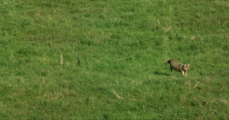 A coyote pouncing in a grass field on a sunny day