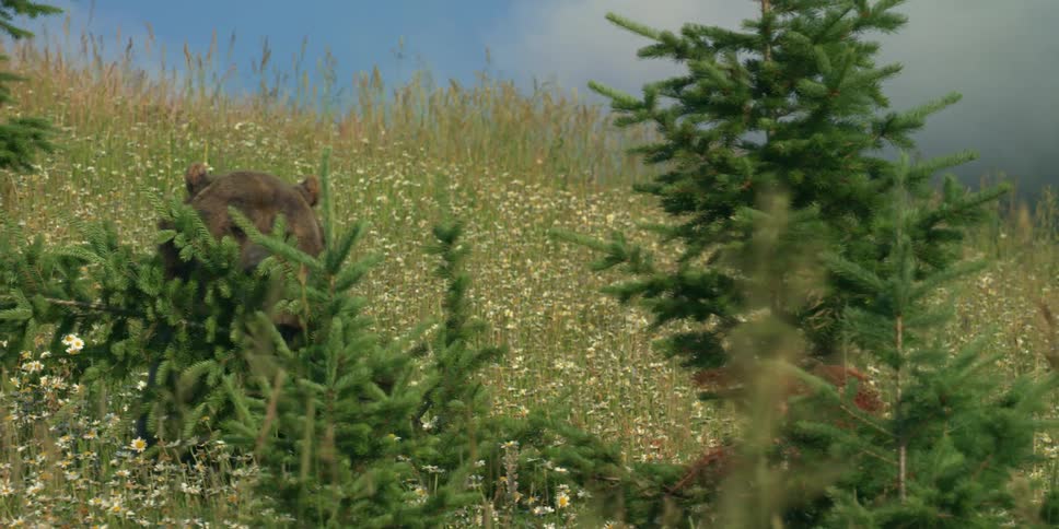 A grizzly bear sits in a meadow and plays with a small pine tree