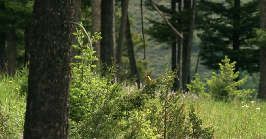 Bird sitting on a bush and then flying away on a meadow next to a slope in a mountainous area during day time