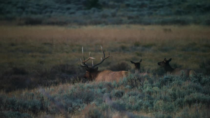 Elk run in a field