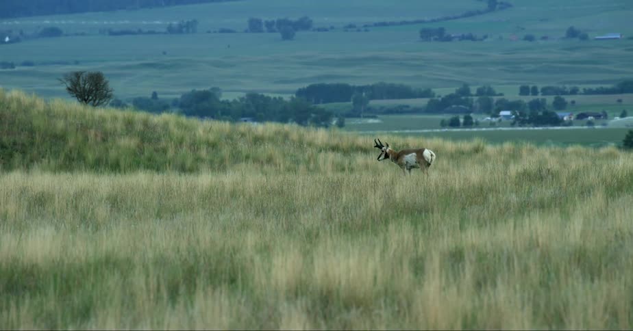 An antelope calmly walks across a grassy field