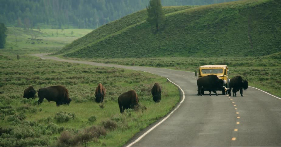 An automobile stops on a winding road through grass covered hills as a heard of buffalo cross the road