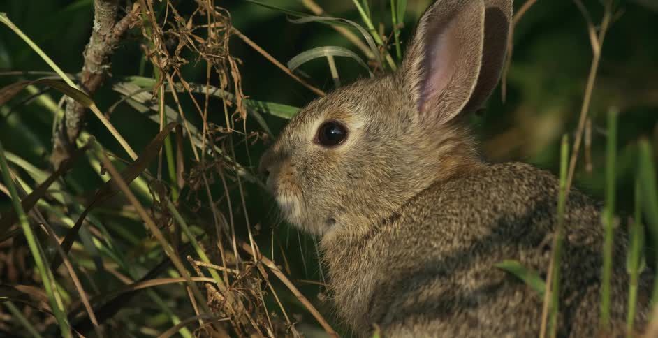 A rabbit grazing on grass