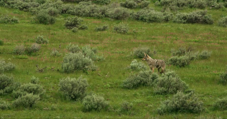 A coyote howling in a grassy plain