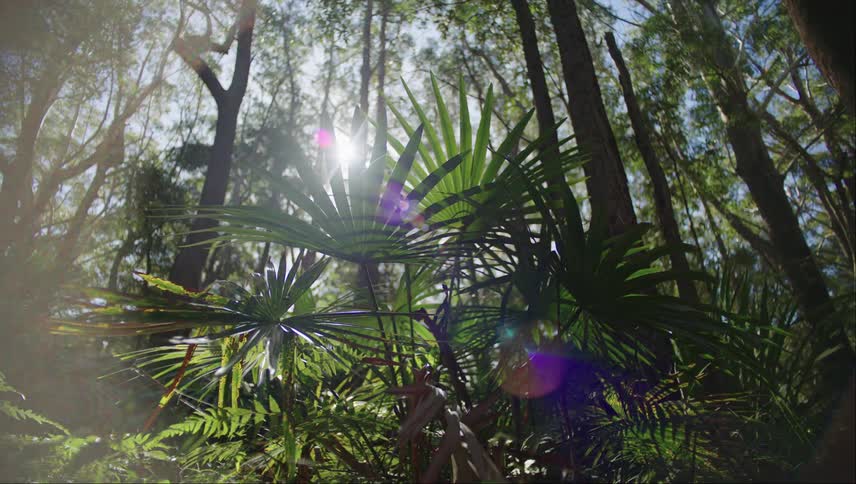 View of an indoor tropical forest with sunlight reflections