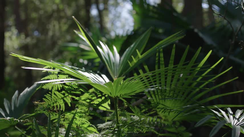 Closeup of a tropical plant from within a forest with sunlight reflections