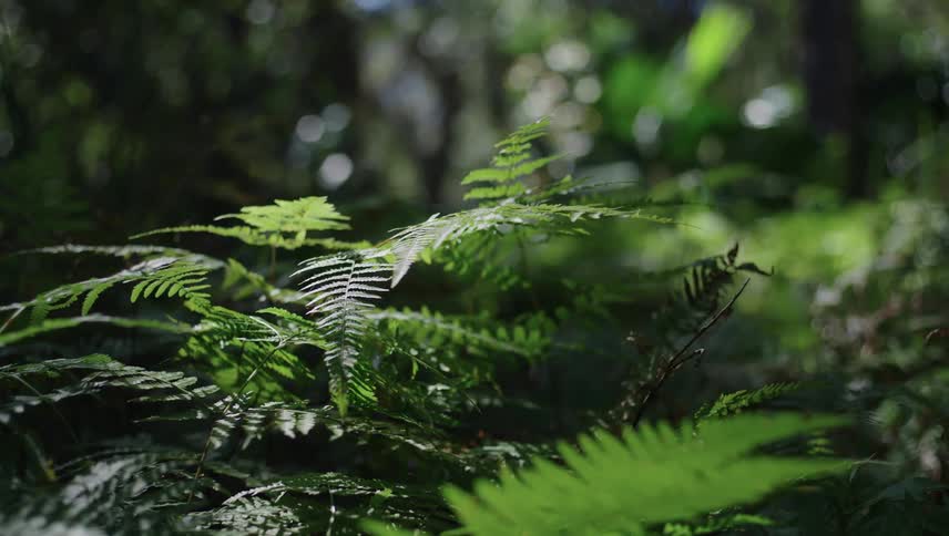 Close up of fern leaves on fern tree