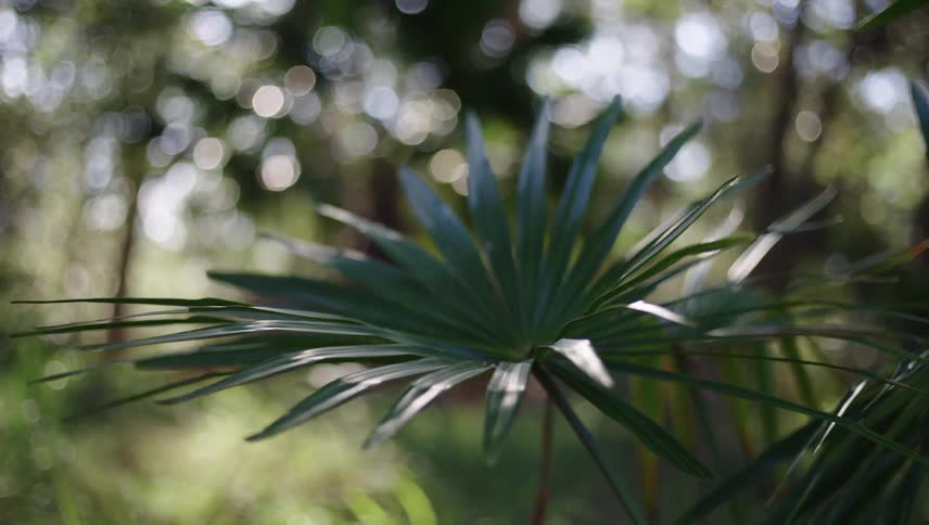 Fan palm in forest