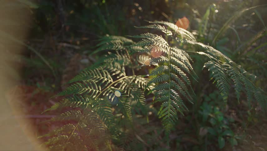 Bright sunlight creates halo effect around fern