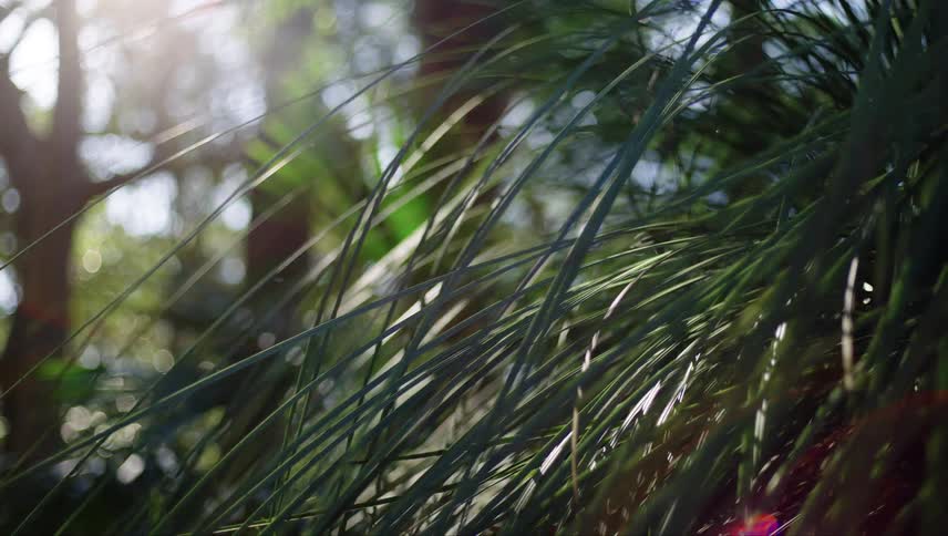 Lush greenery on sunny day