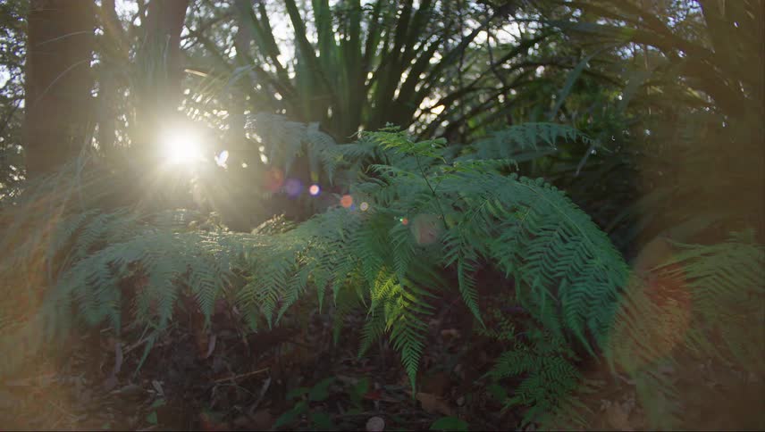The sun shines through green fern trees in the forest