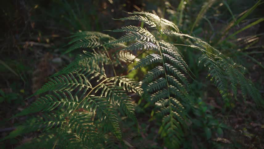 Sun shines onto fern on forest floor