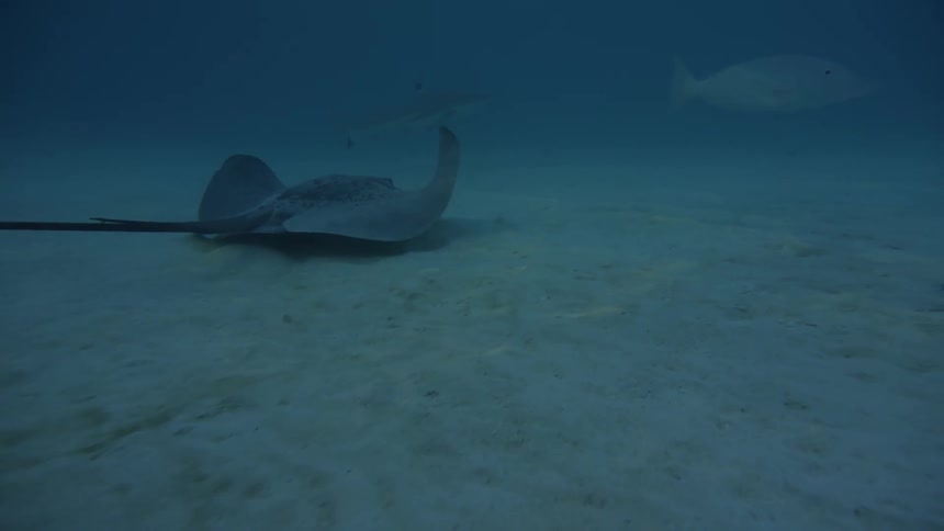 Manta ray swimming close to the bottom of the ocean