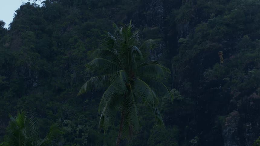 Landscape of the flora with green trees in a tropical biome