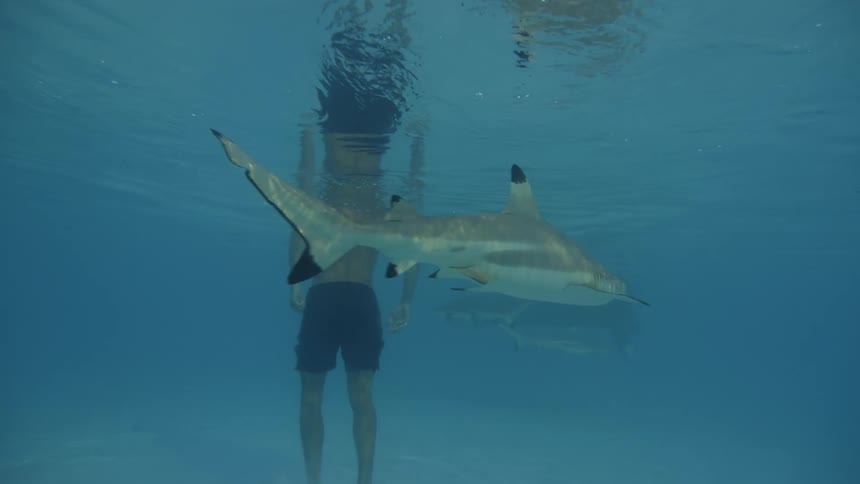 A man is walking in the water full of small sharks