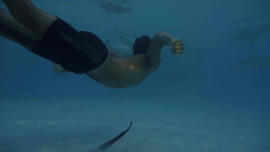 Man diving into the sea with sharks and rays