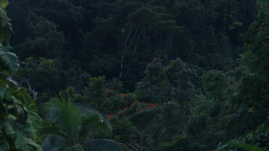 View of a forest with a massive mountain in the background