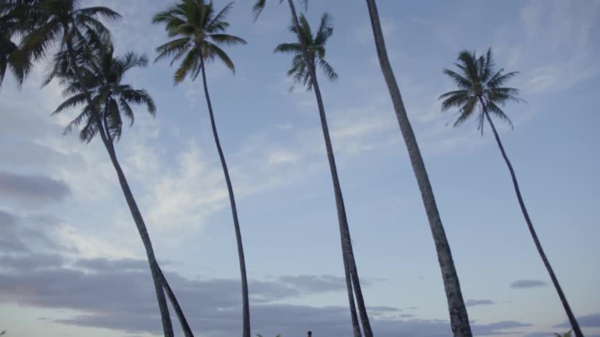 Man carries a surfboard in a tropical beach surrounded by palm trees