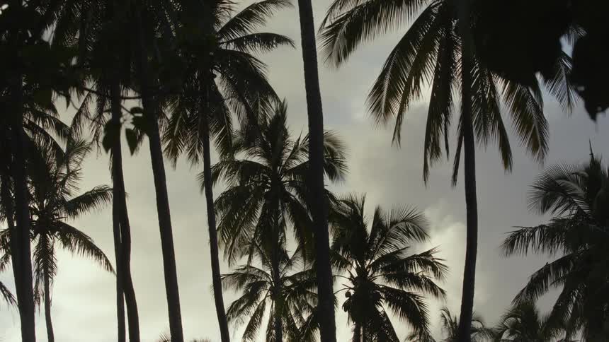 In the tropical rain forest with lots of palm trees there is a cloudy sky