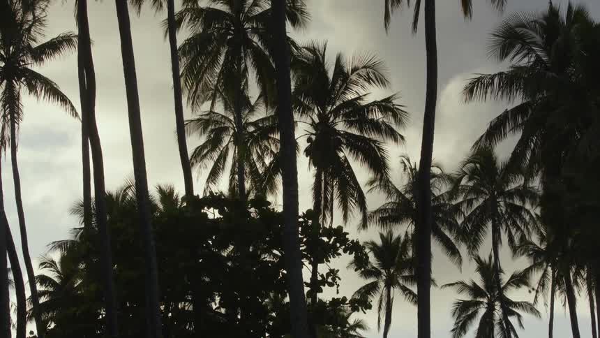 Palm trees tower over other trees under an overcast sky