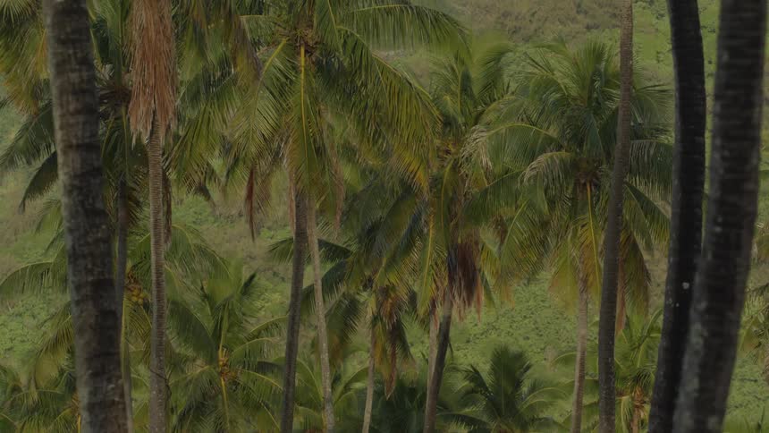 The tropical forest is covered with lots of palm trees along with other trees