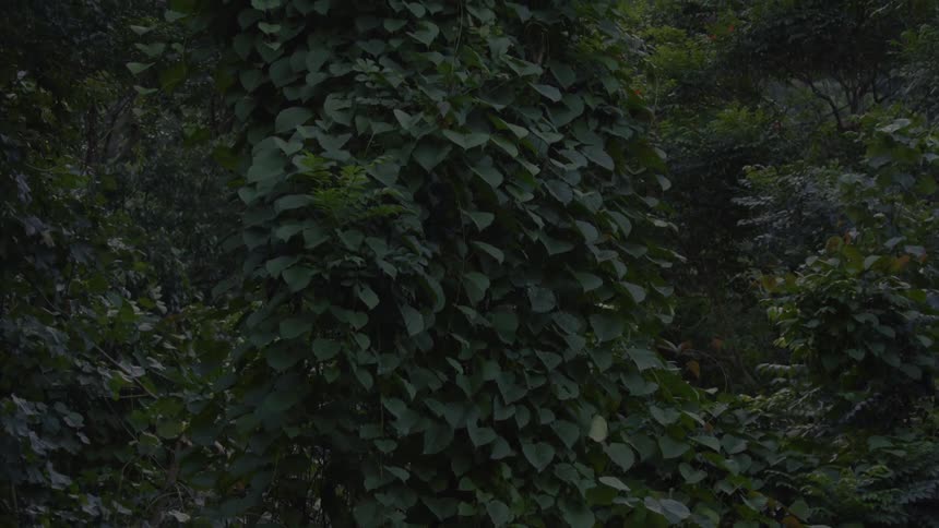 The forest is lush and full of greenery