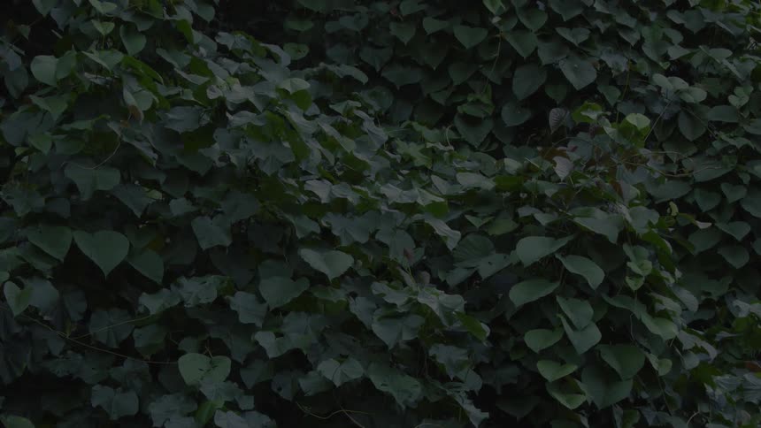 The vines run up
