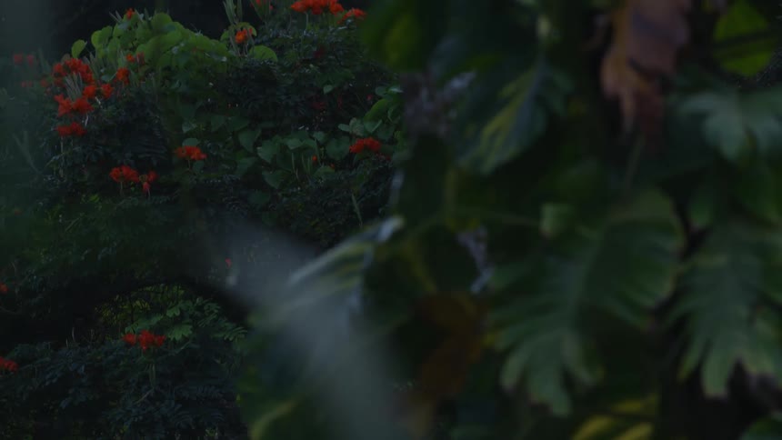 The garden is full of greenery and flowers