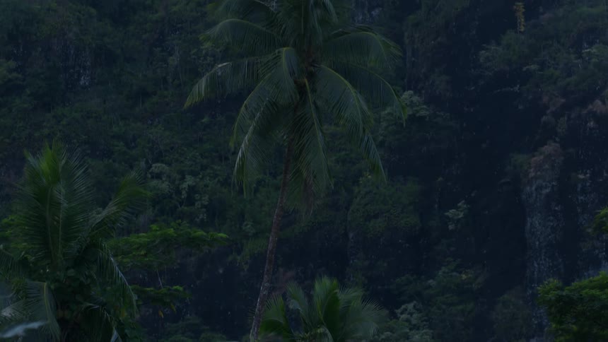 View of a forest with a tropical biome