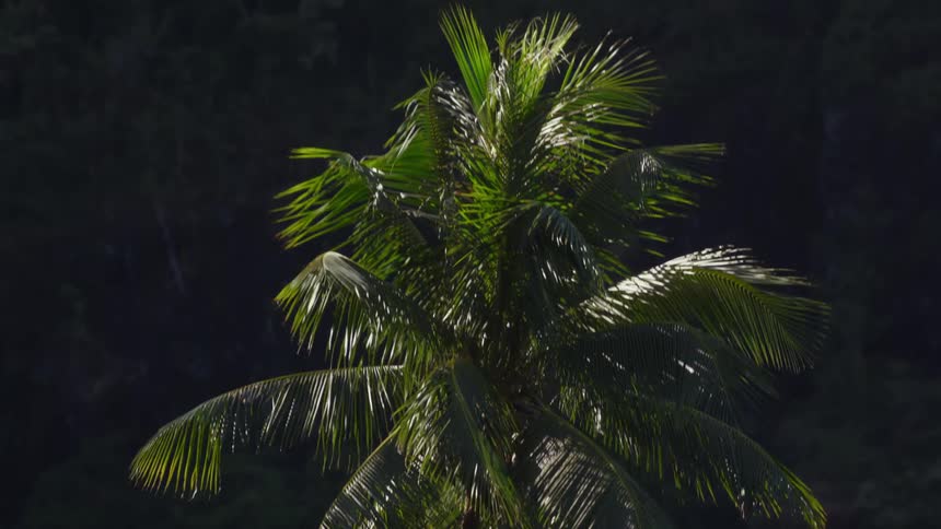 Palm tree waving in the wind at night