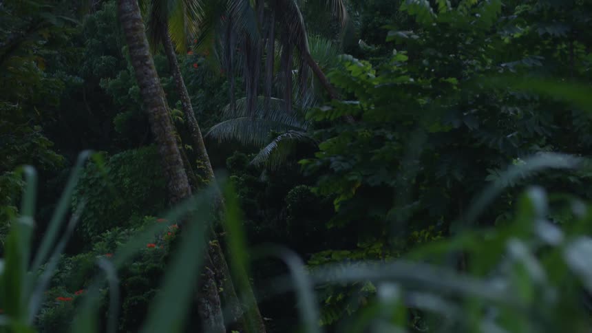 Landscape of leaves and trees in a tropical biome within a forest