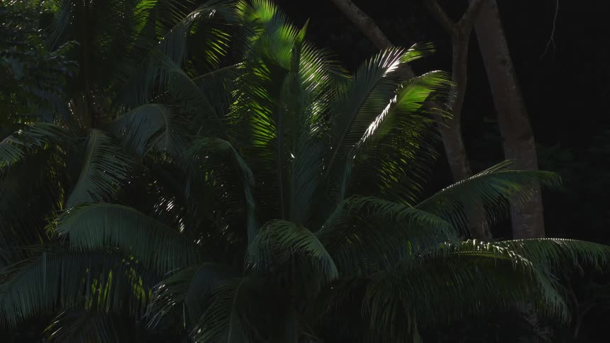 Sun shines onto fronds of palm standing mostly in shadow