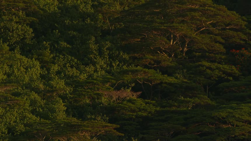 Aerial view of a forest at dusk