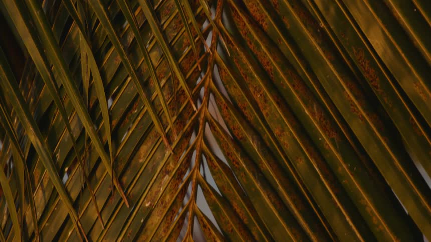 Closeup of palm tree foliage on a beach
