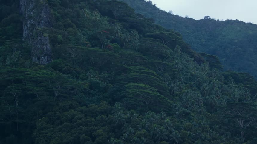 Dense tropical forest in the mountains